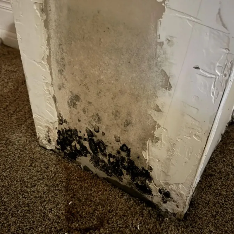 Professional Mold Removal in De Kalb, TX